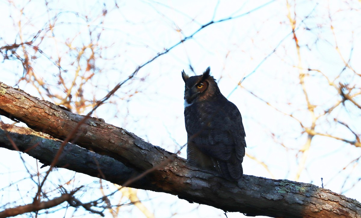 New York Breeding Bird Atlas Checklist - 11 Feb 2023 - Downs Farm ...