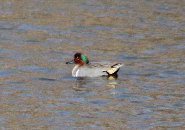 Green-winged Teal - ML534162711