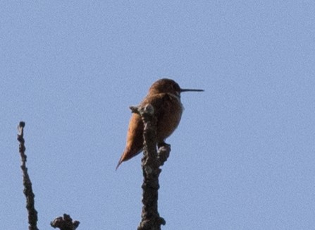 Rufous Hummingbird - Jeffrey Barnum