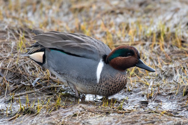 Green-winged Teal at Blackie Spit (Incl. Dunsmuir Farm & Nicomekl estuary) by Chris McDonald