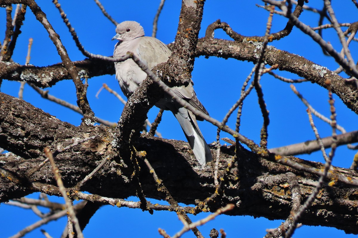 Eurasian Collared-Dove - ML534164181