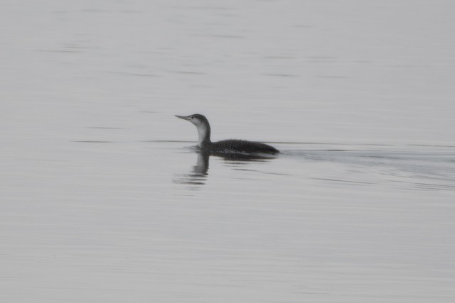 Red-throated Loon at Delta--Brunswick Point by Chris McDonald