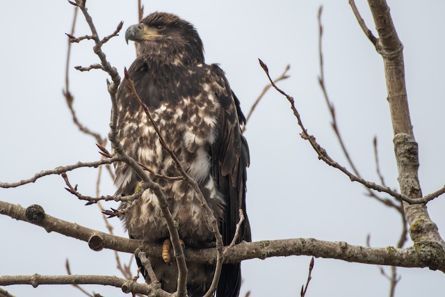 Bald Eagle at Delta--Brunswick Point by Chris McDonald