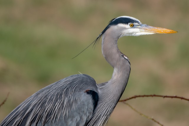 Great Blue Heron at Boundary Bay--72nd St. to 88 St. by Chris McDonald