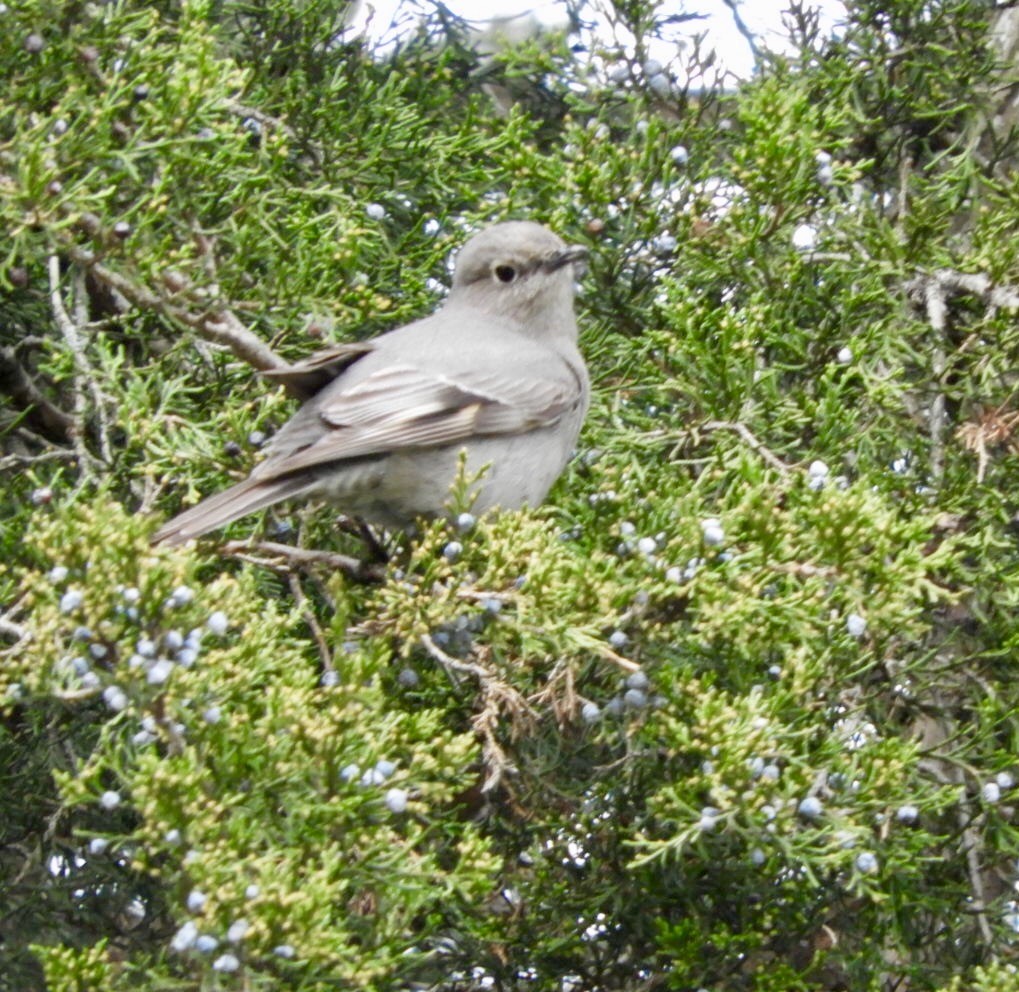 Townsend's Solitaire - ML53416581