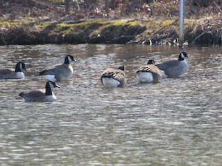 Cackling Goose, ML534167381