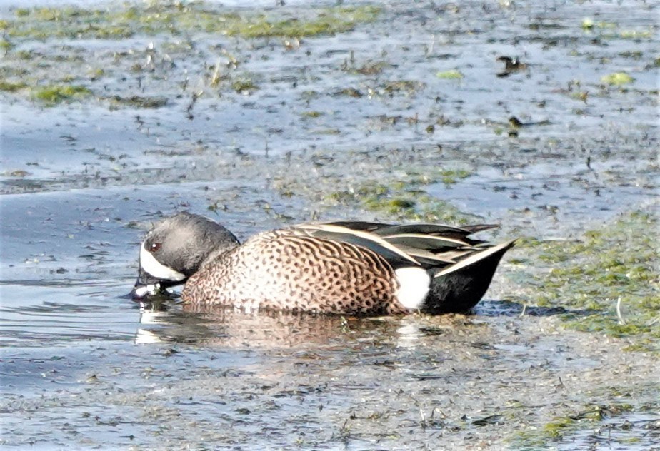 Blue-winged Teal - ML534168021