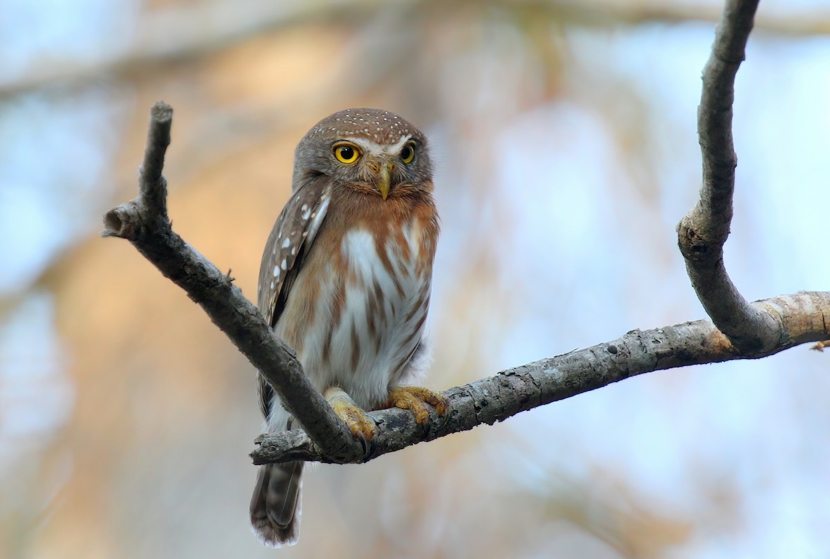 Colima Pygmy-Owl - Matthew Grube