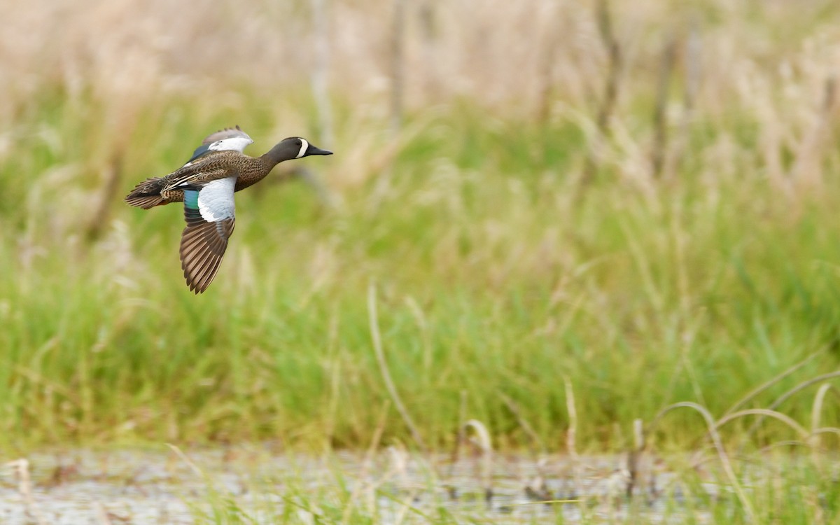 Blue-winged Teal - ML534176571