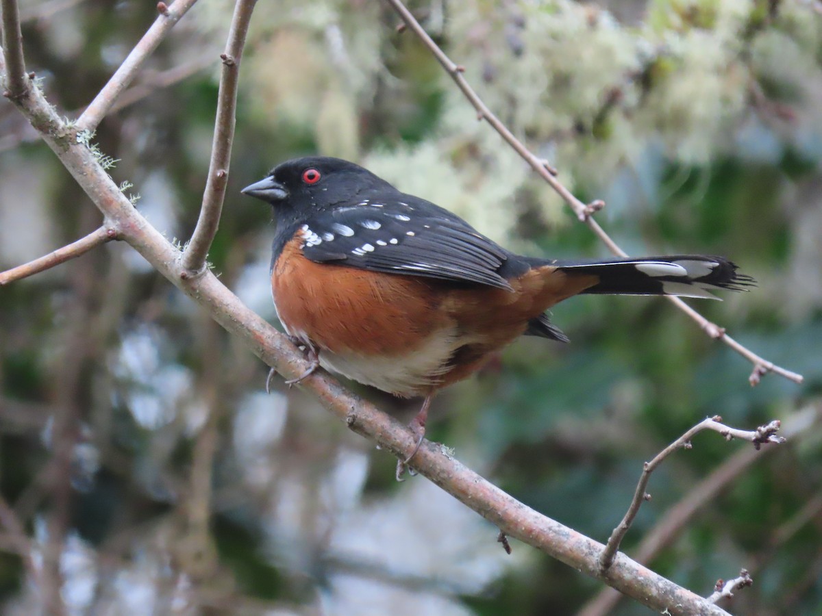 Spotted Towhee - Kyle Leader