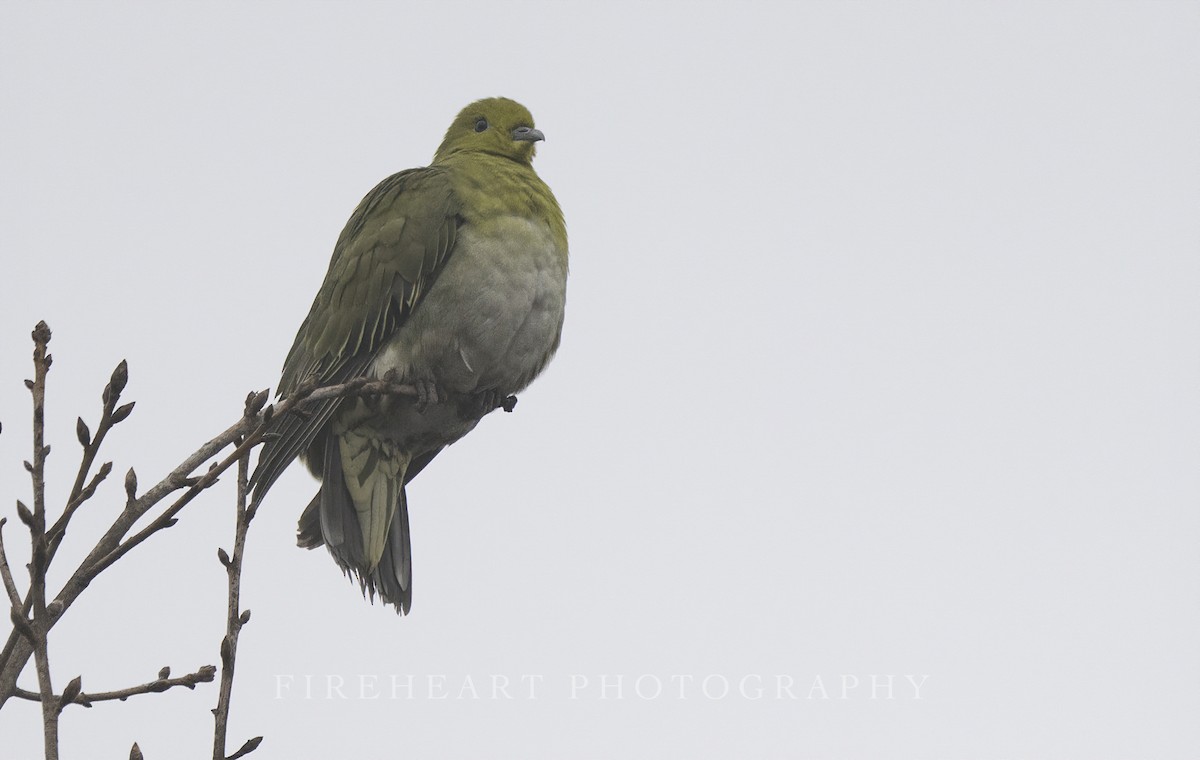 White-bellied Green-Pigeon - ML534178091