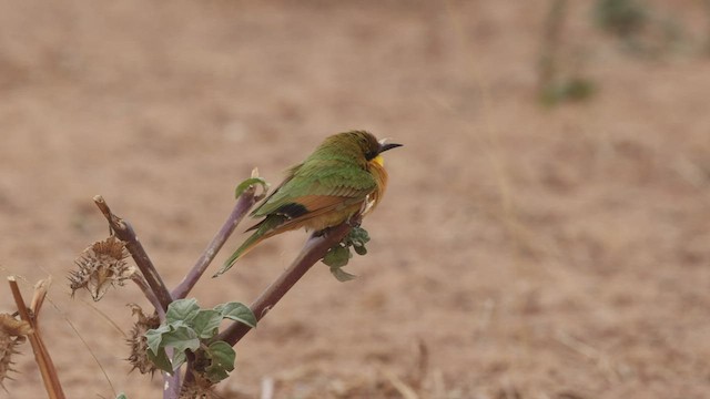 Little Bee-eater - ML534178631