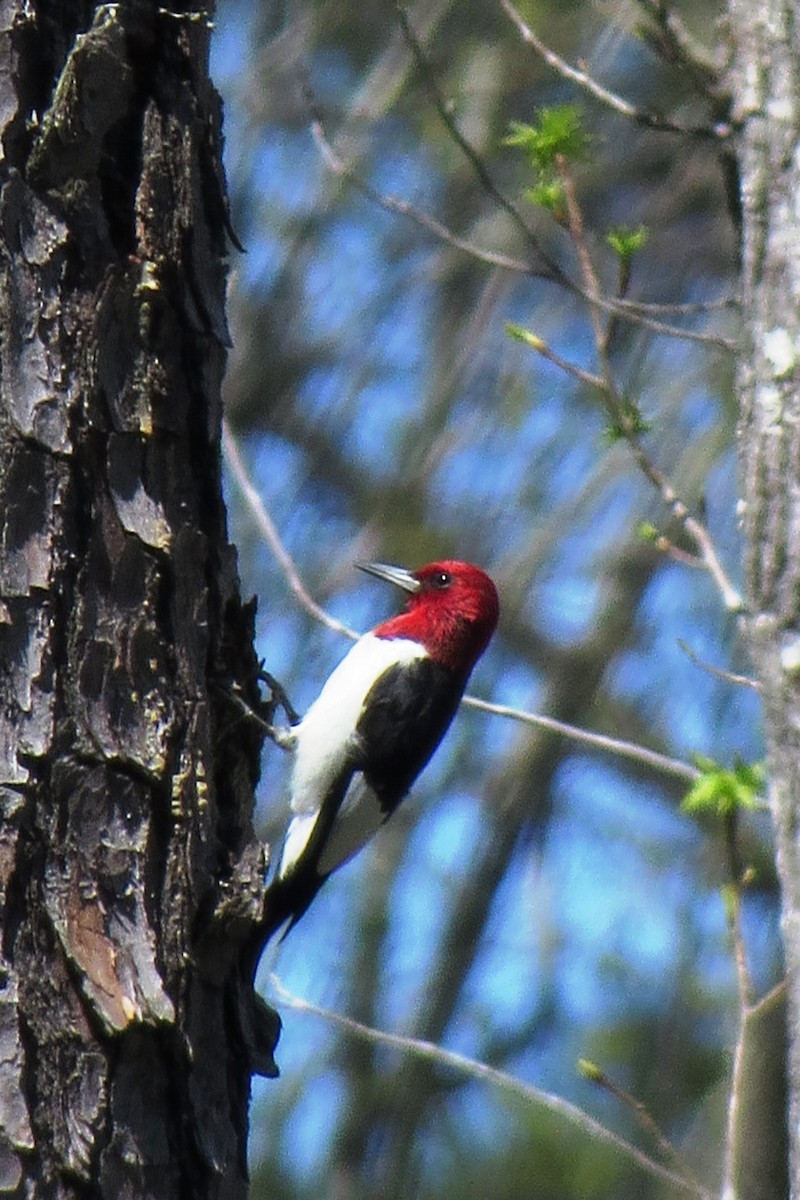 Red-headed Woodpecker - ML53417931