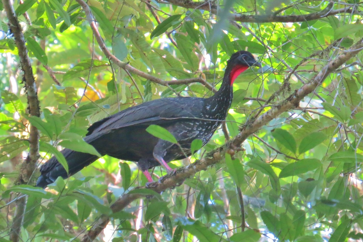 Crested Guan - ML53417971