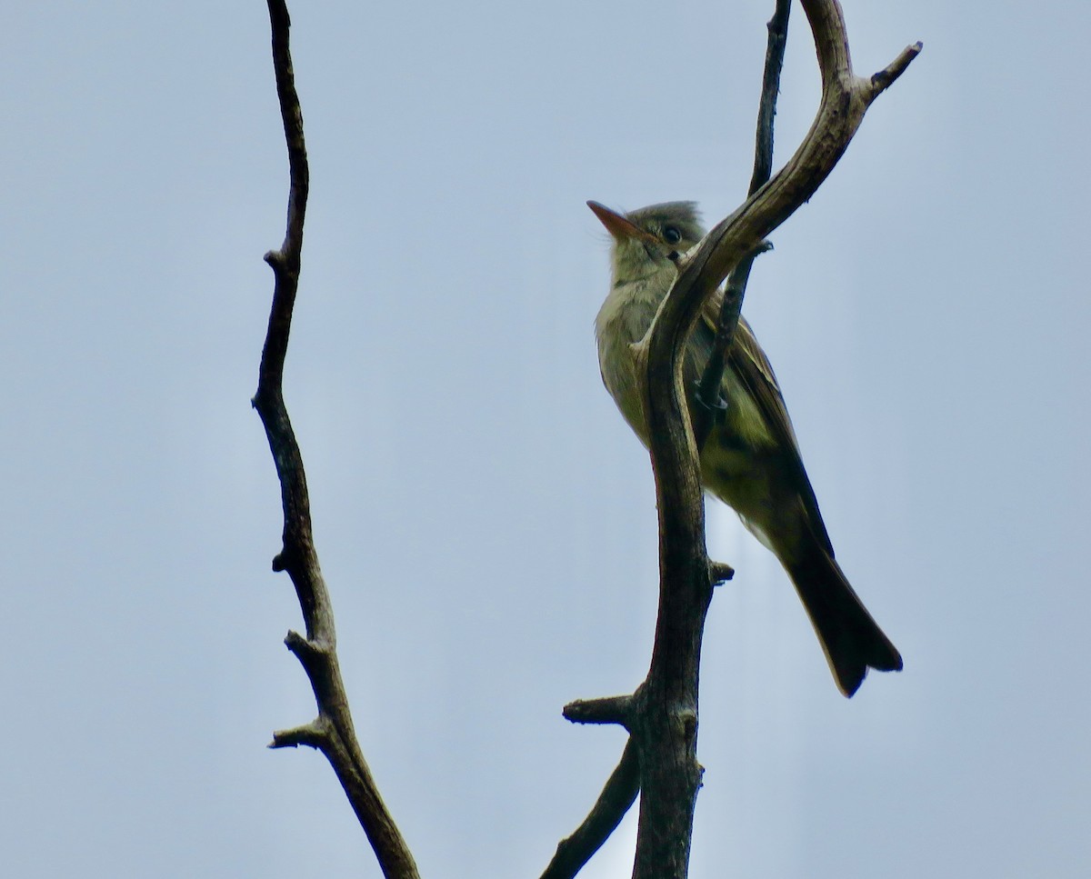 Greater Pewee - ML534180301