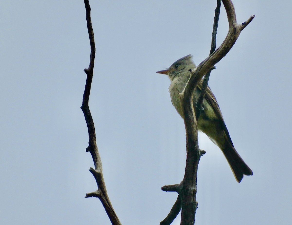 Greater Pewee - ML534180531