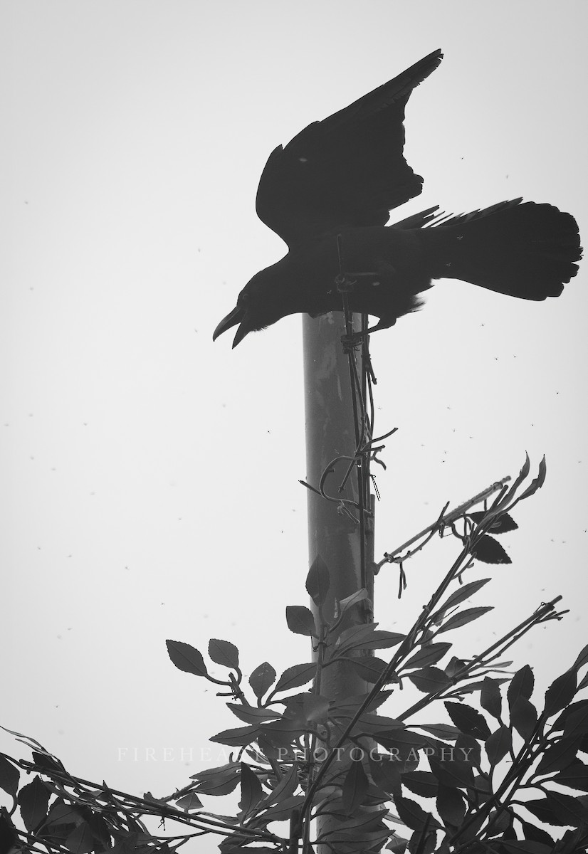 Large-billed Crow (Large-billed) - ML534180961