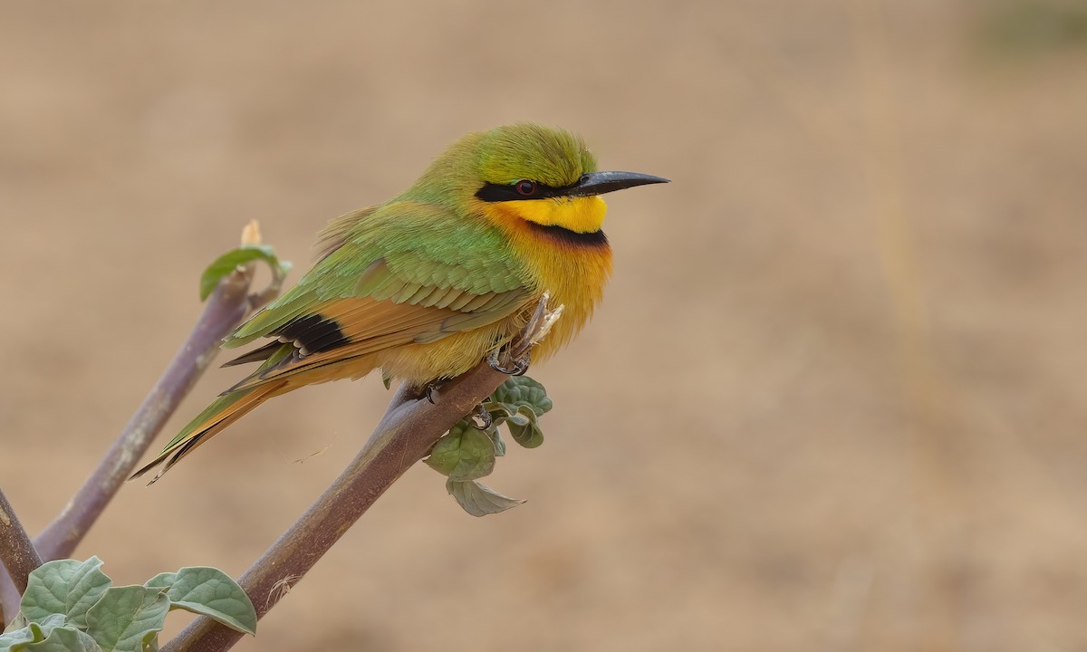 Little Bee-eater - ML534185381