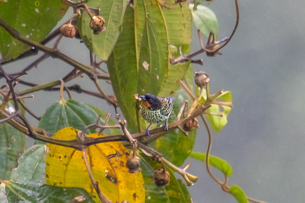 Rufous-throated Tanager - Torrey Gage-Tomlinson