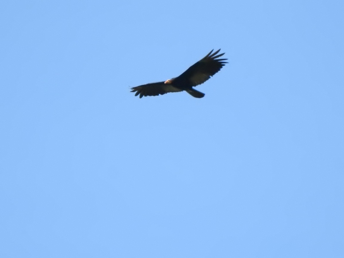 Greater Yellow-headed Vulture - ML534186071