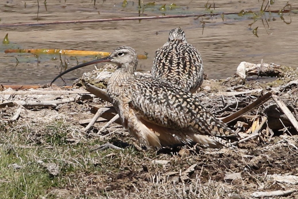 Long-billed Curlew - David Yeamans