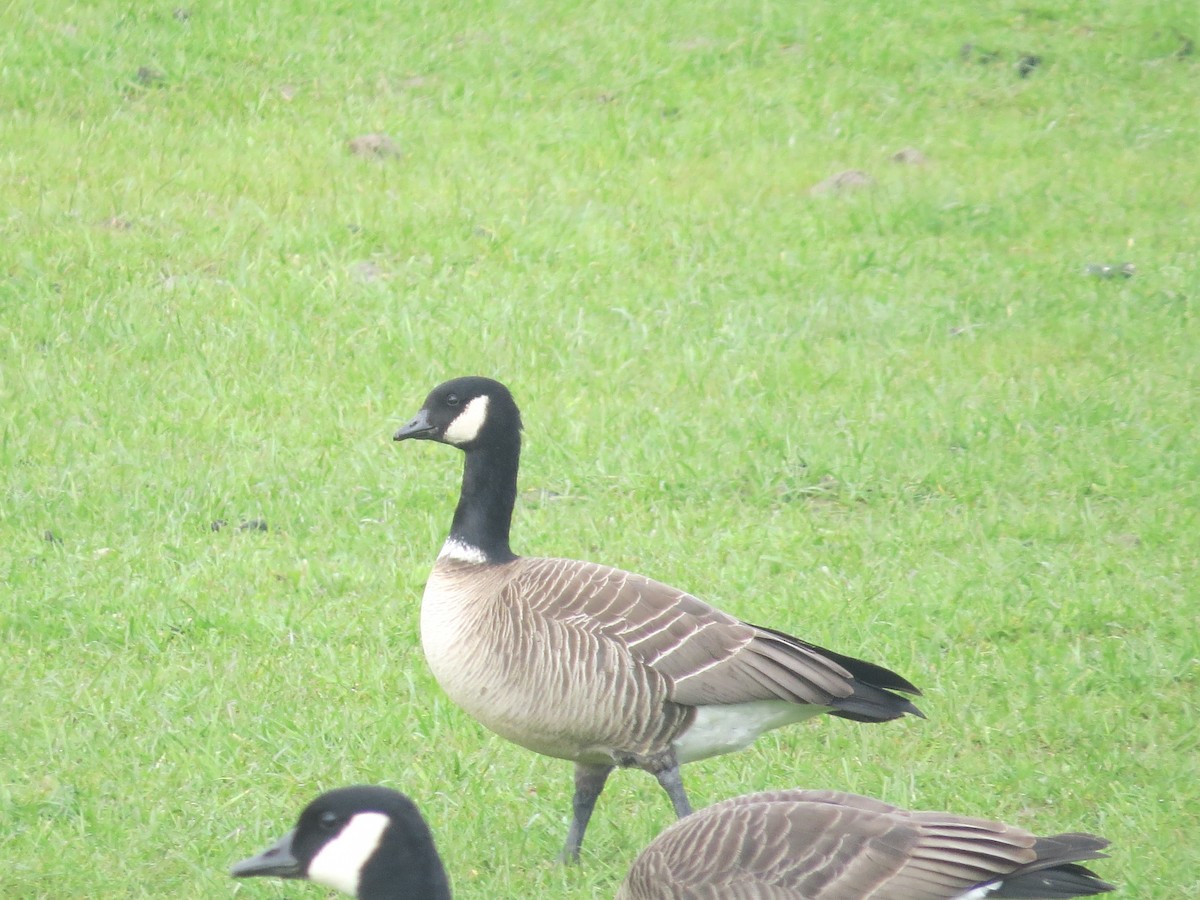 Cackling Goose (Aleutian) - ML534189021