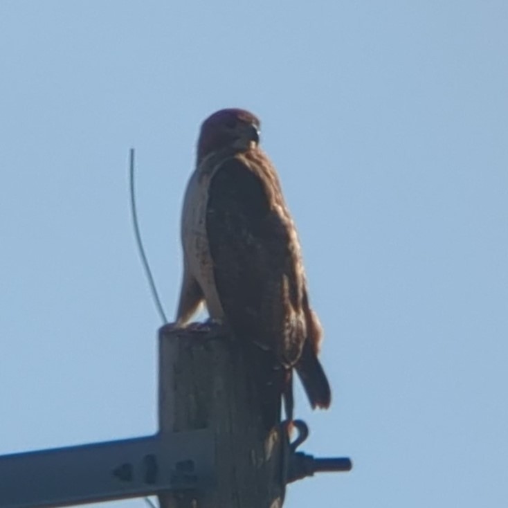 Red-tailed Hawk (borealis) - ML534193871