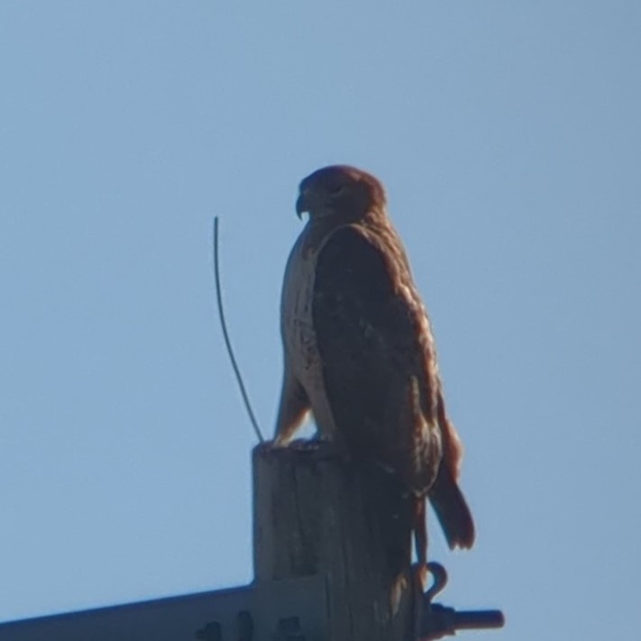 Red-tailed Hawk (borealis) - ML534193911