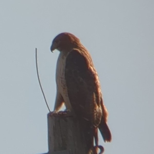 Red-tailed Hawk (borealis) - ML534193931