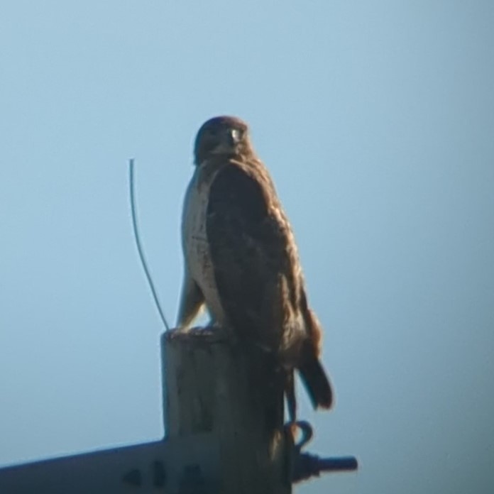 Red-tailed Hawk (borealis) - ML534193951