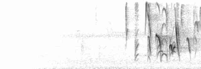  - Golden-bellied Euphonia