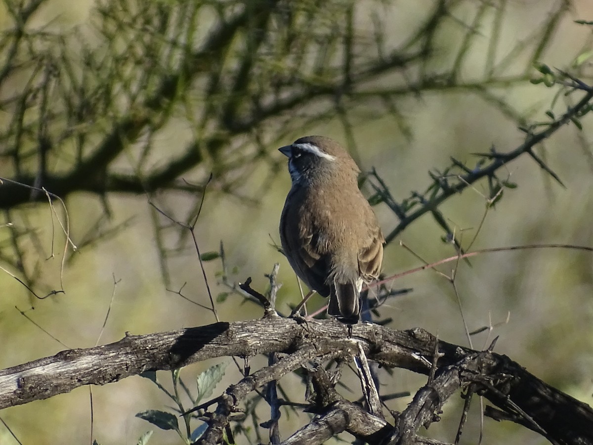 Black-throated Sparrow - ML534197081