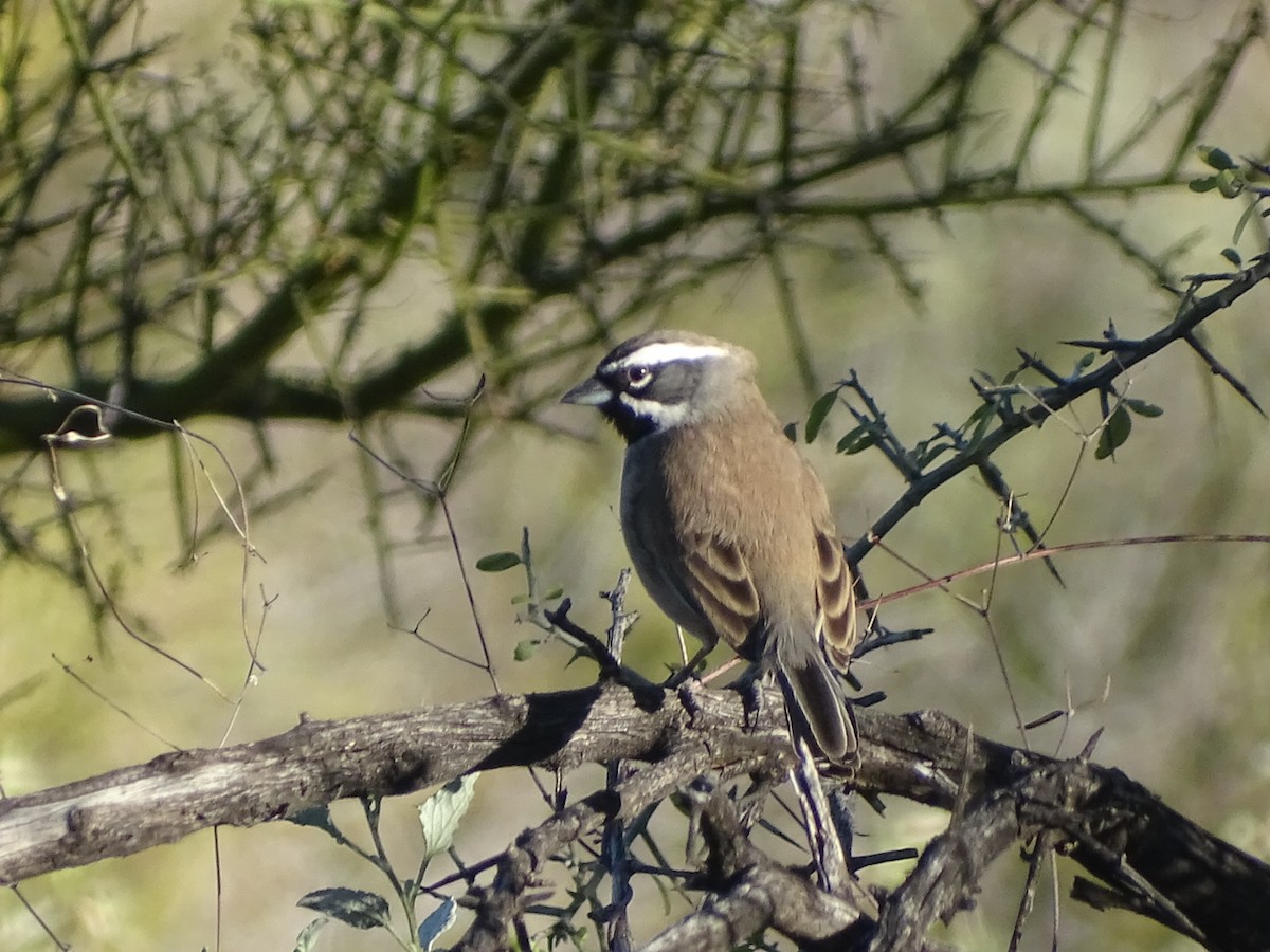Black-throated Sparrow - ML534197091