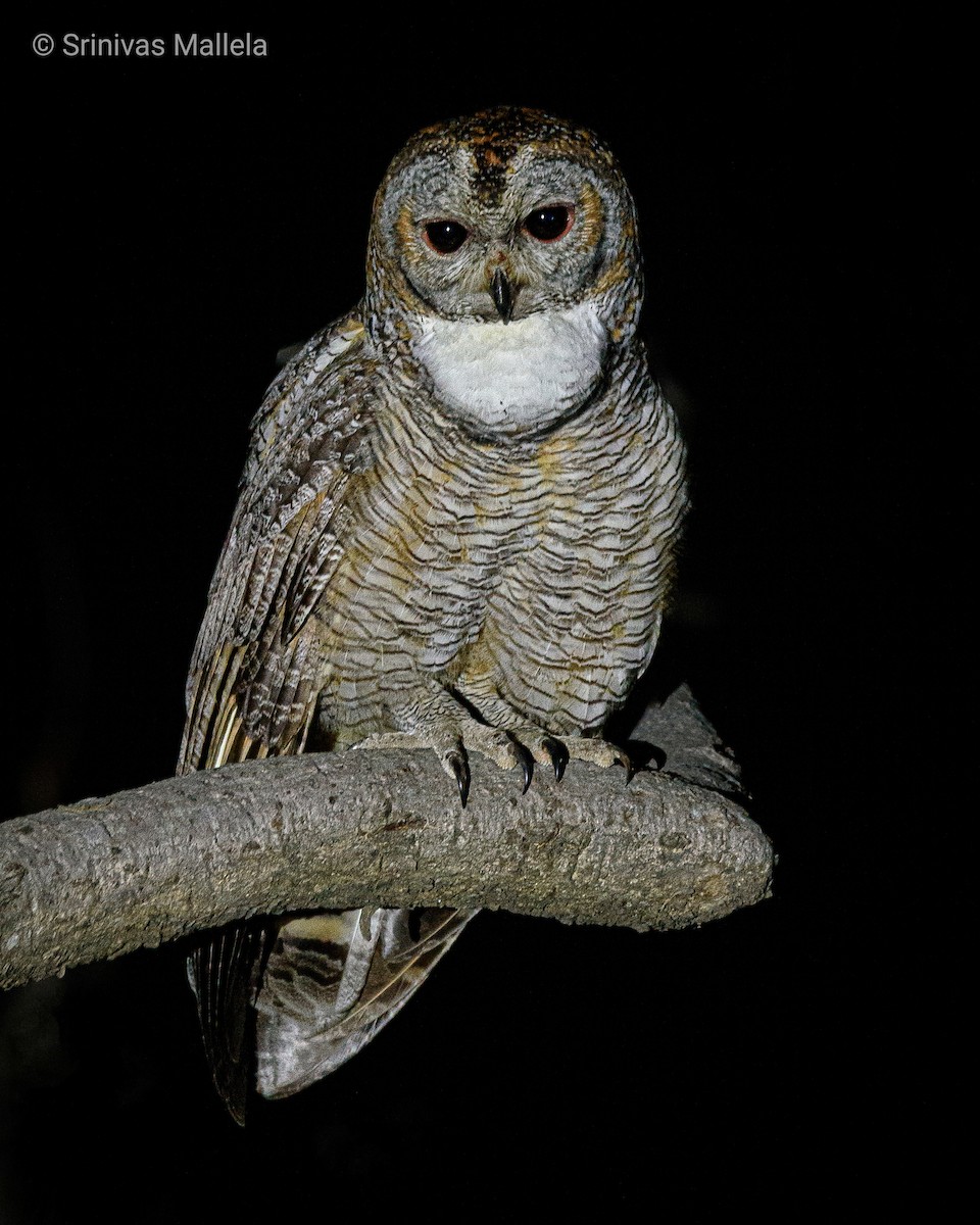 Mottled Wood-Owl - ML534197631