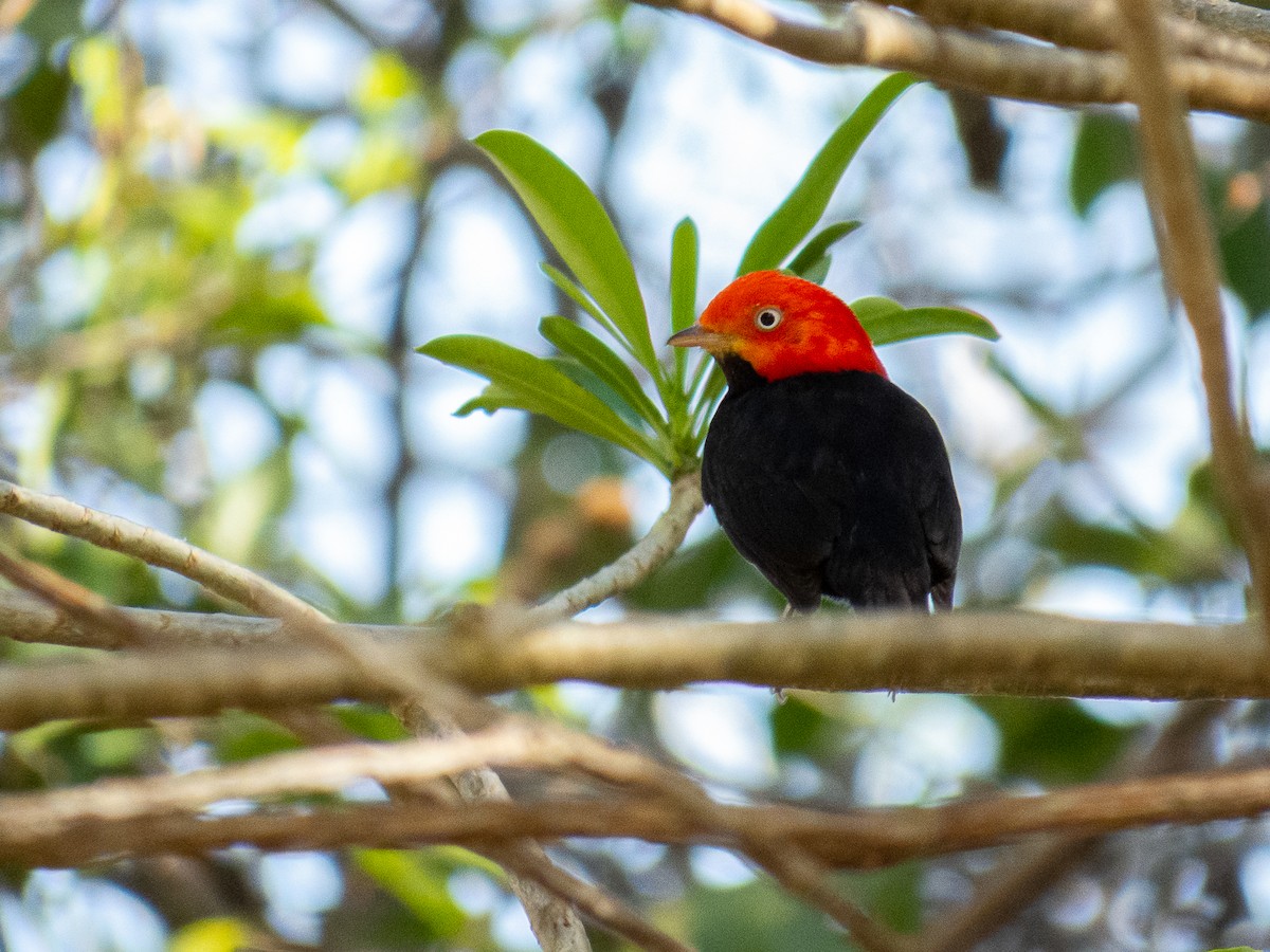 Red-capped Manakin - ML534197671