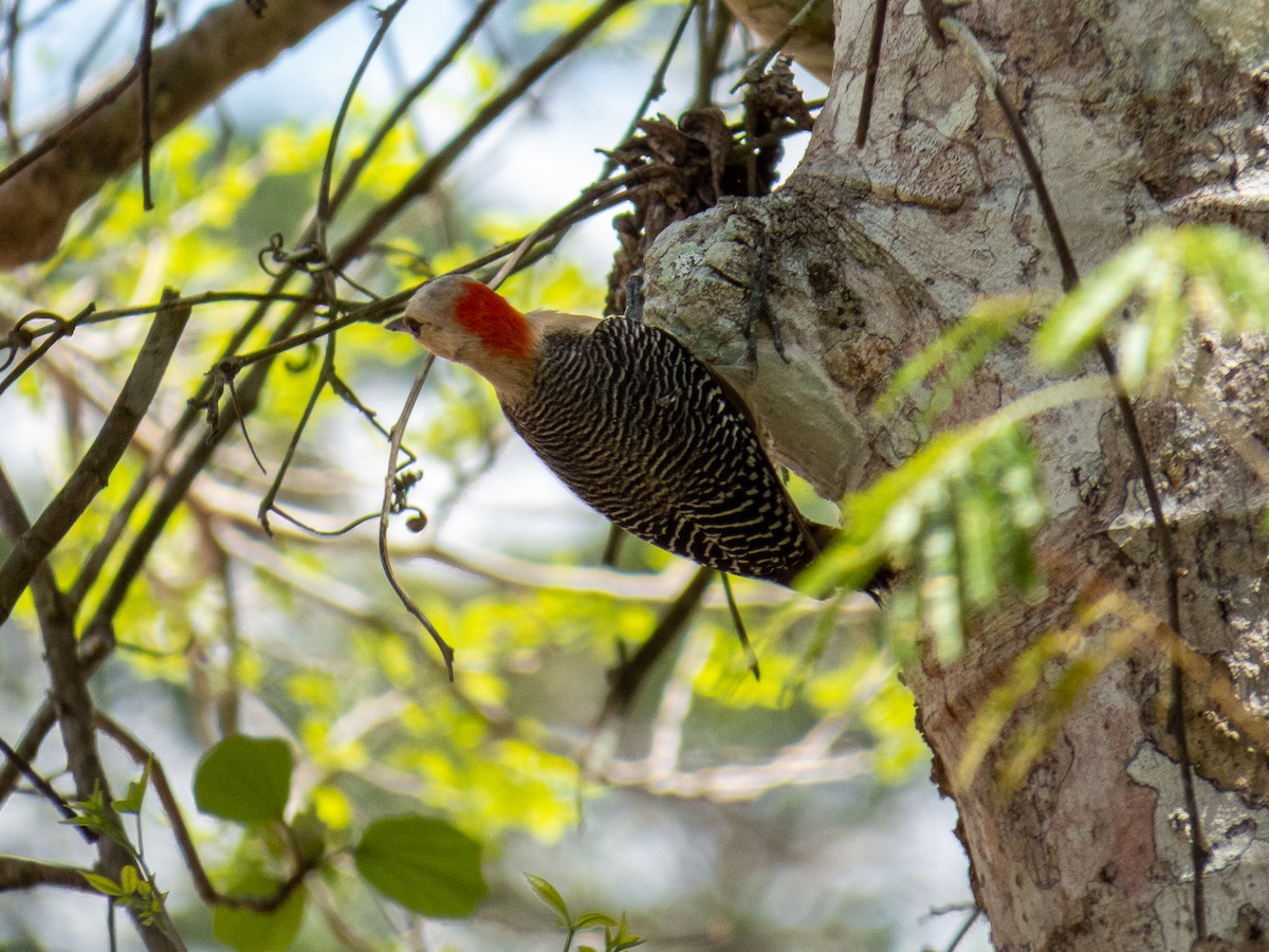 Yucatan Woodpecker - ML534199581