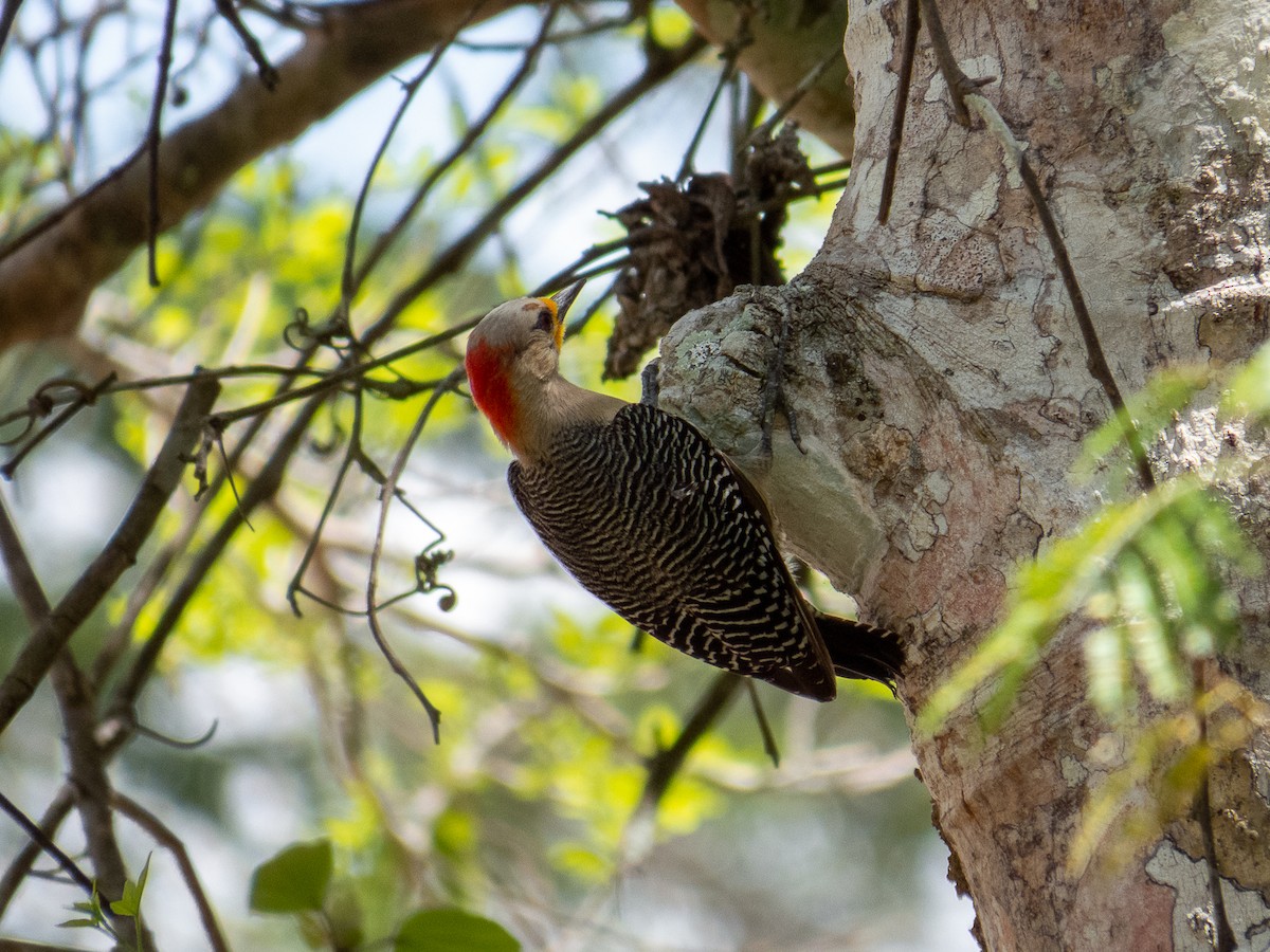 Yucatan Woodpecker - ML534199591