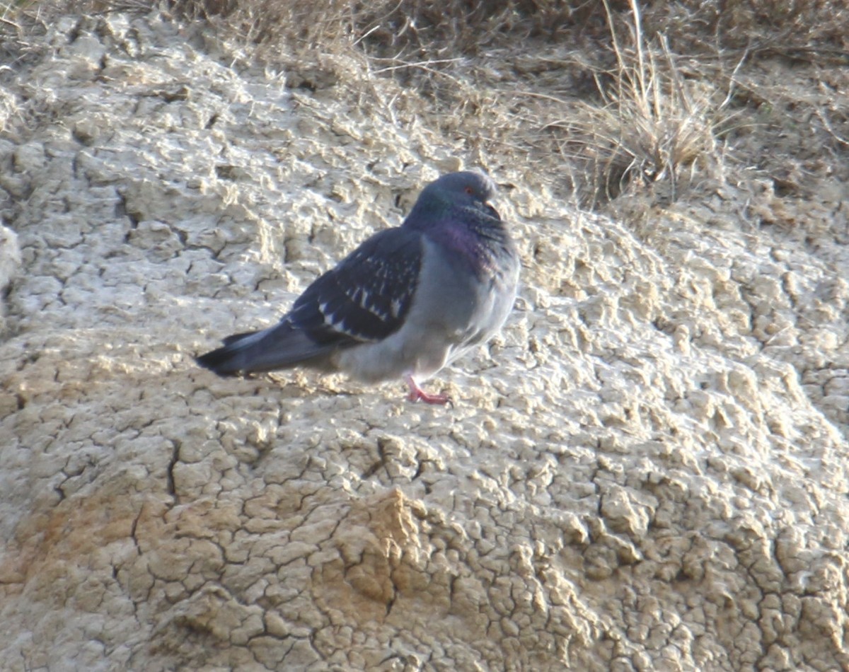 Rock Pigeon (Feral Pigeon) - ML53419971