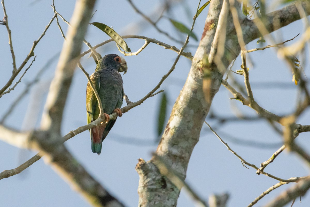 White-crowned Parrot - ML534199721