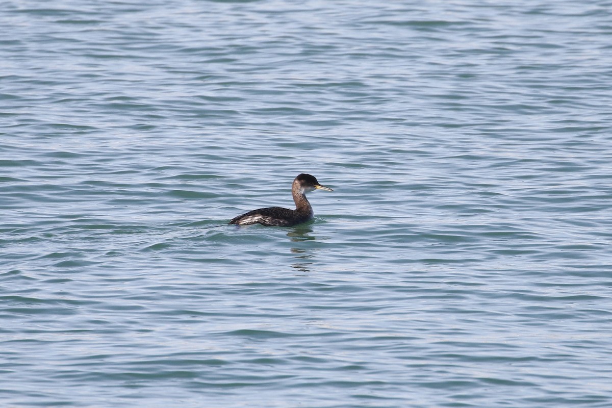Red-necked Grebe - ML534199881