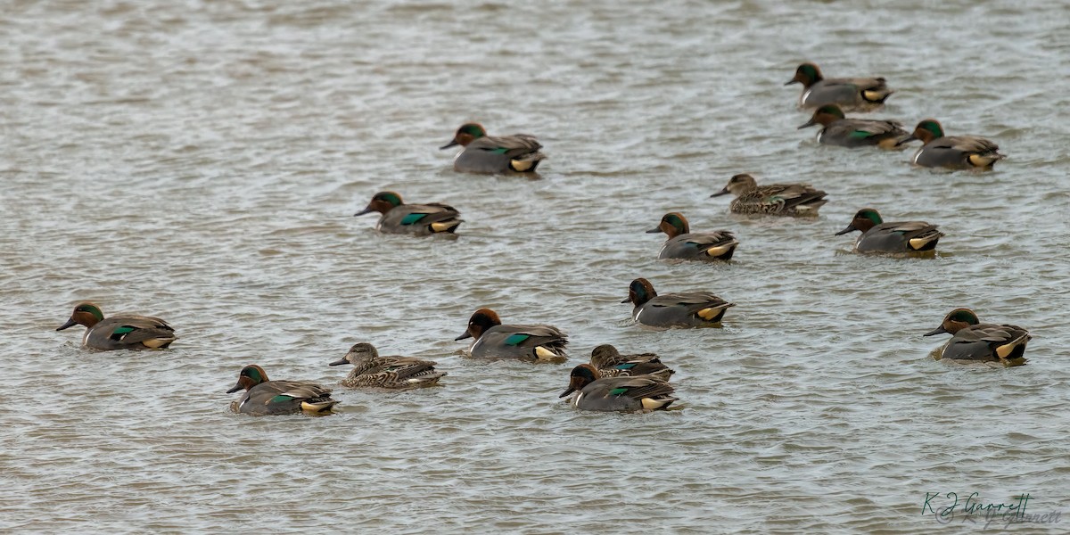 Green-winged Teal - ML534202081