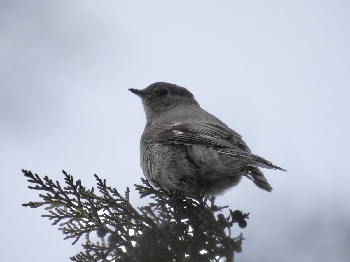 Townsend's Solitaire - ML534203941