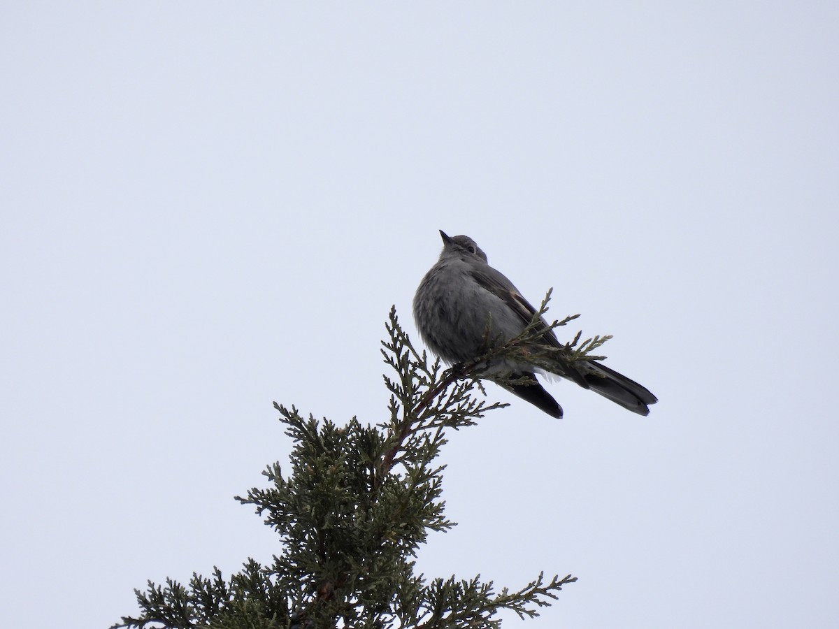 Townsend's Solitaire - ML534203951