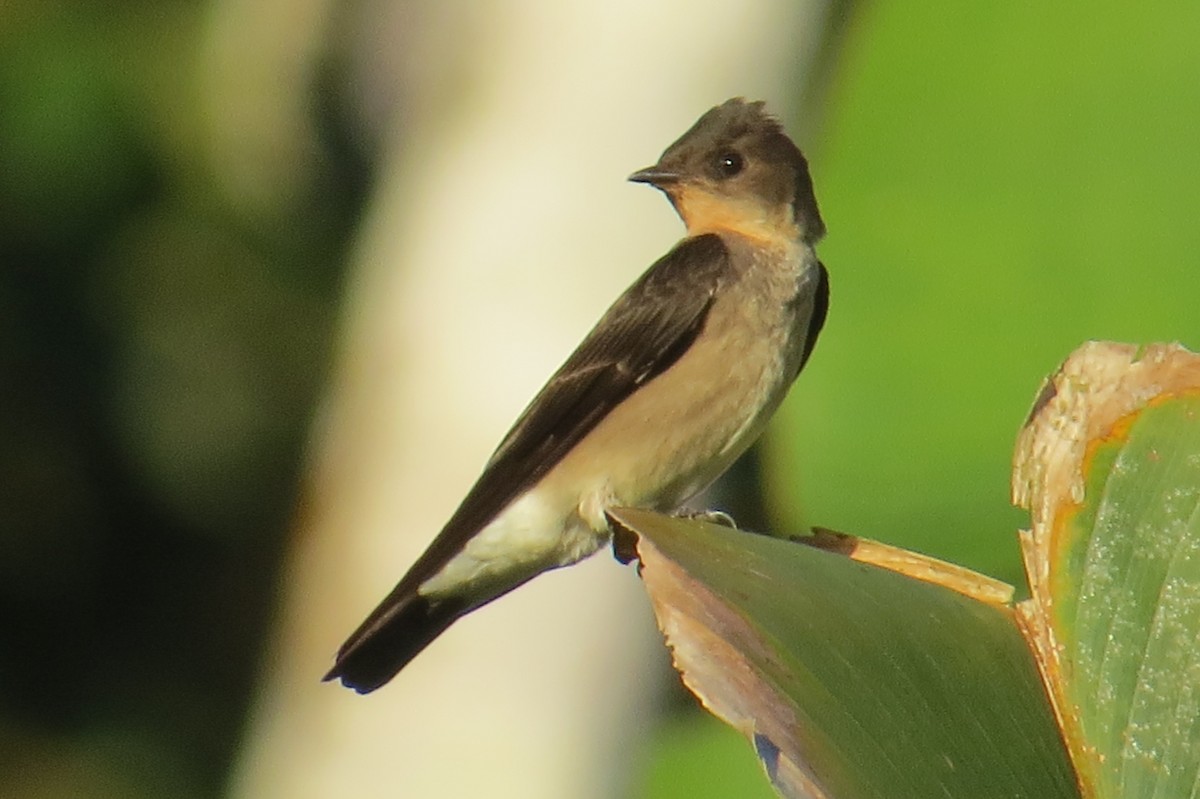 Southern Rough-winged Swallow - ML53420621
