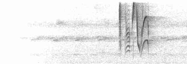  - White-vented Euphonia