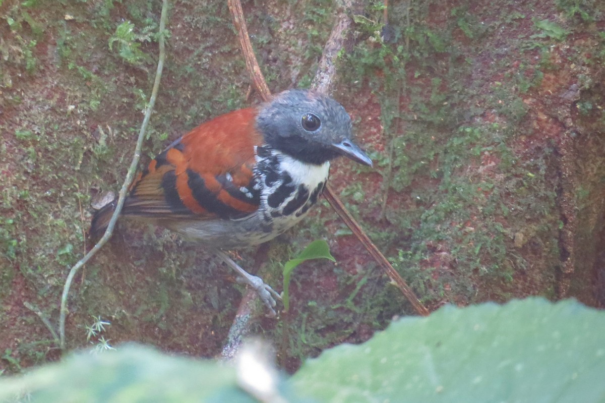 Spotted Antbird - ML53420811