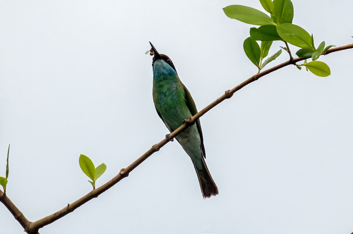 Blue-throated Bee-eater - ML534210711