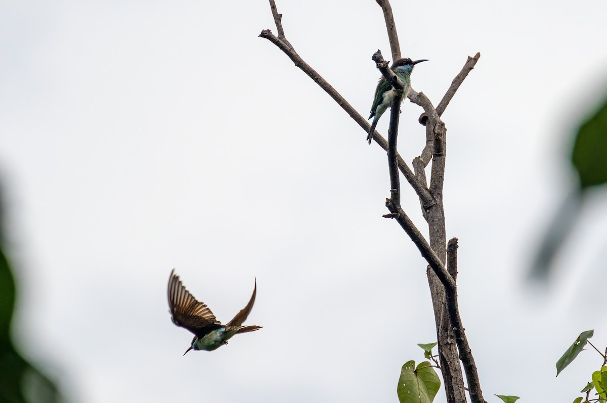 Blue-throated Bee-eater - ML534210721