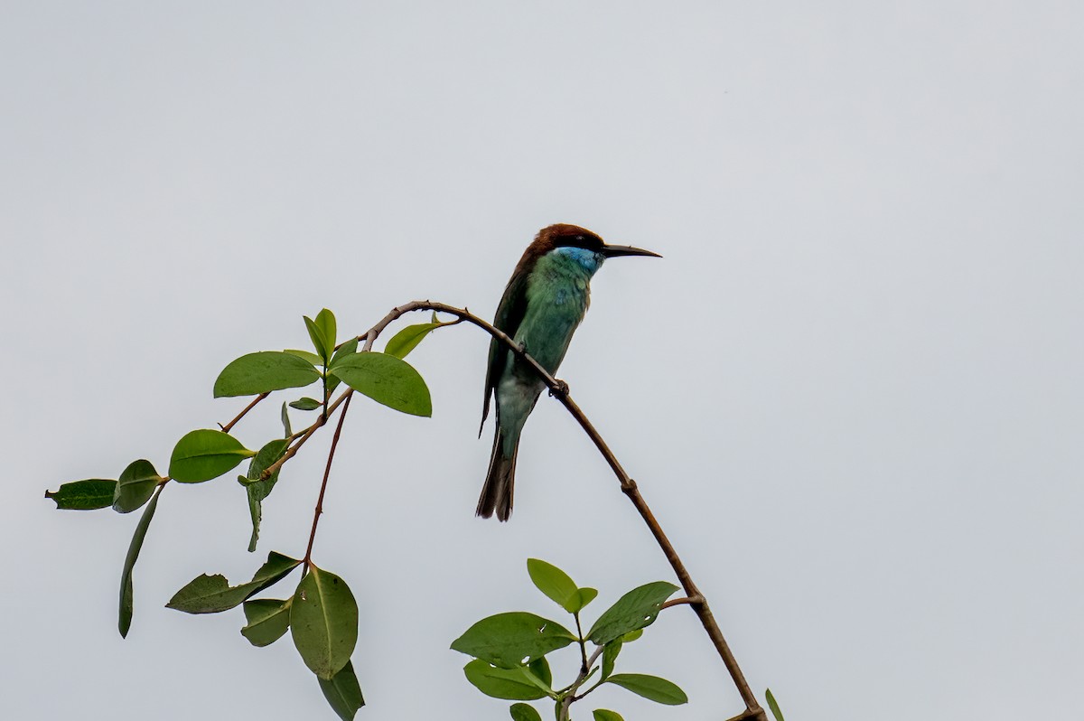 Blue-throated Bee-eater - ML534210731