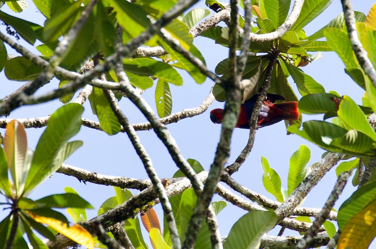 Papua Eklektus Papağanı - ML534210781